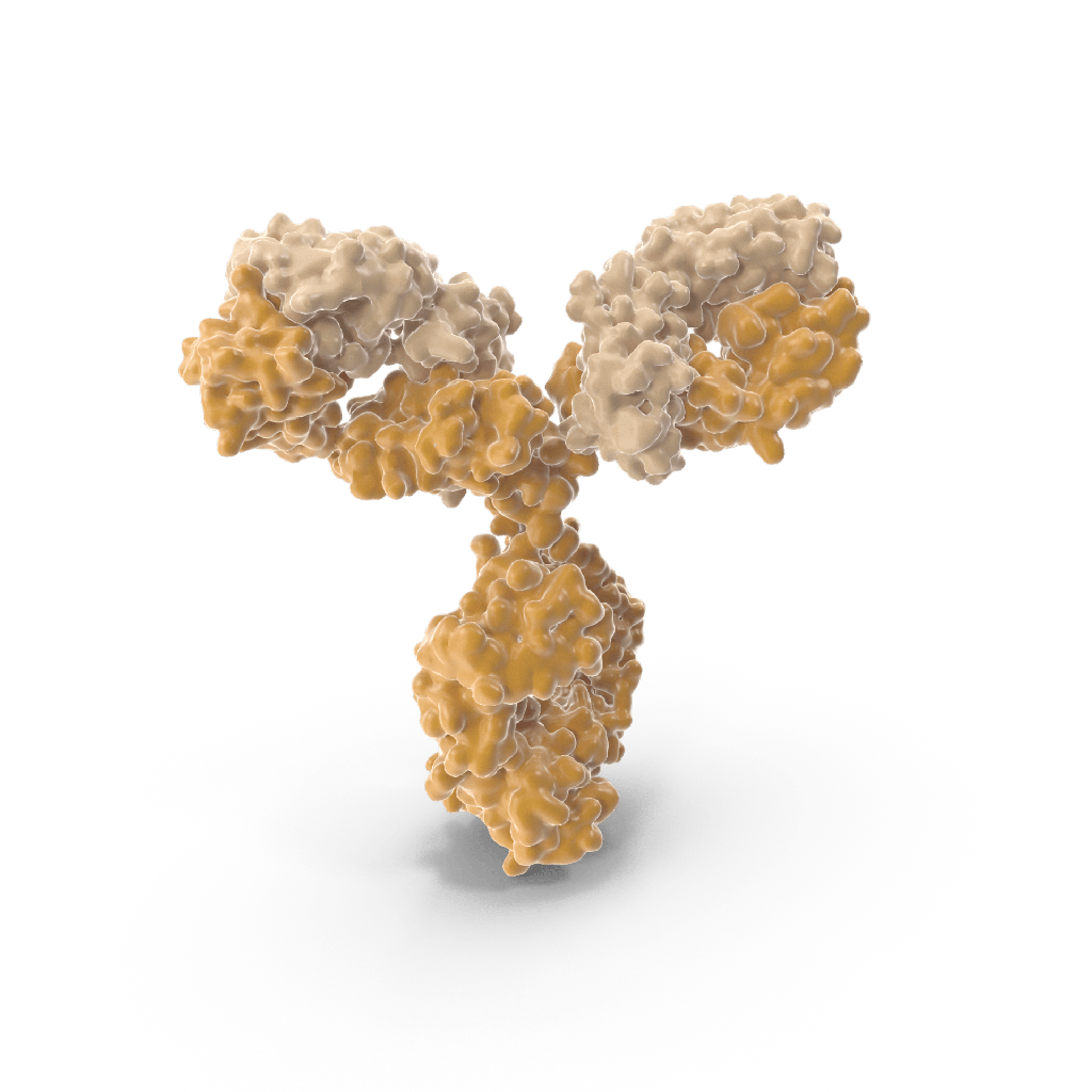 Penicillin antibody